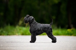 Dwergschnauzer Dogs Ras: Karakter, Levensduur & Prijs | Puppyplaats