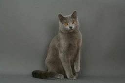 Chartreux Cats Breed - Information, Temperament, Size & Price | Pets4Homes