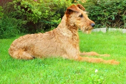 Irish Terrier Dogs Breed - Information, Temperament, Size & Price | Lancaster Puppies