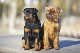 Griffon Bruxellois Dogs Breed - Information, Temperament, Size & Price | Pets4Homes