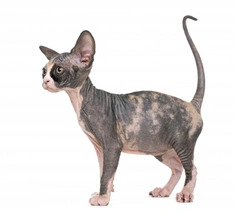 Sphynx Cats Razza - Prezzo, Temperamento & Foto | AnnunciAnimali