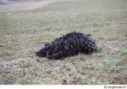 Bergamasco Dogs Breed - Information, Temperament, Size & Price | Lancaster Puppies