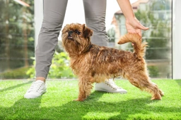 Griffon Bruxellois Dogs Breed - Information, Temperament, Size & Price | Pets4Homes