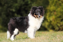 Shetland Sheepdog Dogs Breed - Information, Temperament, Size & Price | Lancaster Puppies