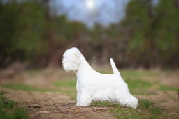 West Highland Terrier Dogs Breed - Information, Temperament, Size & Price | Pets4Homes