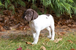 German Shorthaired Pointer Dogs Breed - Information, Temperament, Size & Price | Lancaster Puppies