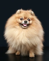 Pomeranian Dogs Breed - Information, Temperament, Size & Price | Pets4Homes
