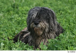 Bergamasco Dogs Breed - Information, Temperament, Size & Price | Lancaster Puppies