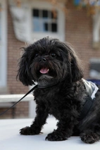 Shihpoo Dogs Ras: Karakter, Levensduur & Prijs | Puppyplaats