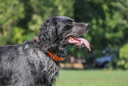 Picardy Spaniel Dogs Breed - Information, Temperament, Size & Price | Lancaster Puppies