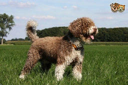 Perro de Agua Español Dogs Raza - Características, Fotos & Precio | MundoAnimalia