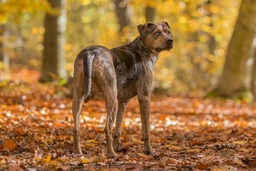 Catahoula Leopard Dog Dogs Breed - Information, Temperament, Size & Price | Pets4Homes