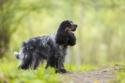 Cocker Spaniel Dogs Breed - Information, Temperament, Size & Price | Pets4Homes