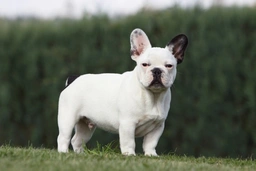 French Bulldog Dogs Breed - Information, Temperament, Size & Price | Lancaster Puppies