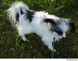 Vlinderhondje Dogs Ras: Karakter, Levensduur & Prijs | Puppyplaats