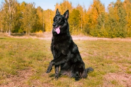 Groenendaeler Dogs Ras: Karakter, Levensduur & Prijs | Puppyplaats
