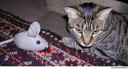 Europeo de Pelo Corto Cats Raza - Características, Fotos & Precio | MundoAnimalia