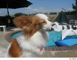 Vlinderhondje Dogs Ras: Karakter, Levensduur & Prijs | Puppyplaats