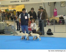 Ratonero Bodeguero Andaluz Dogs Raza - Características, Fotos & Precio | MundoAnimalia