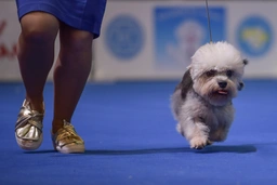Dandie Dinmont Terriër Dogs Ras: Karakter, Levensduur & Prijs | Puppyplaats