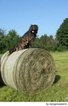 Bergamasco Dogs Breed - Information, Temperament, Size & Price | Lancaster Puppies