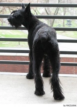 Riesenschnauzer Dogs Ras: Karakter, Levensduur & Prijs | Puppyplaats