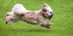 Terrier Tibetano Dogs Raza - Características, Fotos & Precio | MundoAnimalia