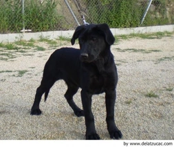 Ca de Bestiar - Perro de Pastor Mallorquín Dogs Raza - Características, Fotos & Precio | MundoAnimalia