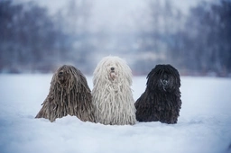 Hungarian Puli Dogs Breed - Information, Temperament, Size & Price | Lancaster Puppies