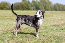Catahoula Leopard Dog Dogs Breed - Information, Temperament, Size & Price | Pets4Homes