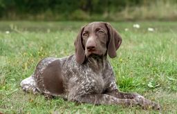 German Shorthaired Pointer Dogs Breed - Information, Temperament, Size & Price | Lancaster Puppies