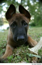 Mechelse Herder Dogs Ras: Karakter, Levensduur & Prijs | Puppyplaats