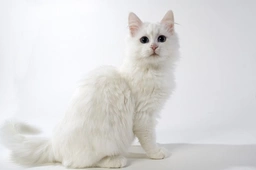 Turkish Van Cats Breed - Information, Temperament, Size & Price | Pets4Homes
