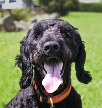 Sproodle Dogs Ras: Karakter, Levensduur & Prijs | Puppyplaats