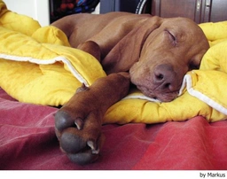 Vizsla korthaar Dogs Ras: Karakter, Levensduur & Prijs | Puppyplaats