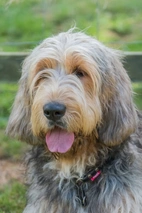 Otterhound Dogs Breed - Information, Temperament, Size & Price | Pets4Homes