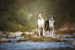 Schotse Herdershond korthaar Dogs Ras: Karakter, Levensduur & Prijs | Puppyplaats