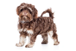 Bolonka Zwetna Dogs Ras: Karakter, Levensduur & Prijs | Puppyplaats