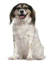 Nachtvlinderhondje Dogs Ras: Karakter, Levensduur & Prijs | Puppyplaats