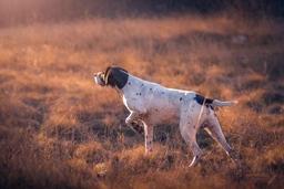 German Shorthaired Pointer Dogs Breed - Information, Temperament, Size & Price | Lancaster Puppies