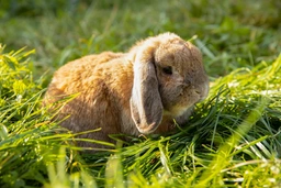 German Lop Rabbits Breed - Information, Temperament, Size & Price | Pets4Homes
