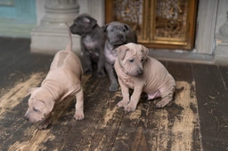 Thai Ridgeback Dogs Ras: Karakter, Levensduur & Prijs | Puppyplaats