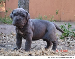 Mastino Napoletano Dogs Ras: Karakter, Levensduur & Prijs | Puppyplaats