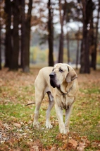 Fila Brasileiro Dogs Razza - Prezzo, Temperamento & Foto | AnnunciAnimali
