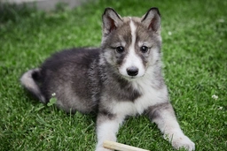 Laika de Siberia Occidental Dogs Raza - Características, Fotos & Precio | MundoAnimalia