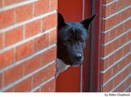 Akita Dogs Breed - Information, Temperament, Size & Price | Lancaster Puppies