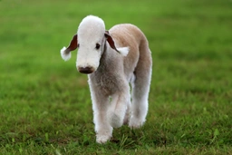 Bedlington Terrier Dogs Razza - Prezzo, Temperamento & Foto | AnnunciAnimali