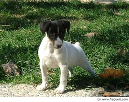 Ratonero Bodeguero Andaluz Dogs Raza - Características, Fotos & Precio | MundoAnimalia