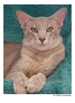 Javanés Cats Raza - Características, Fotos & Precio | MundoAnimalia