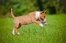 Bull terrier Dogs Razza - Prezzo, Temperamento & Foto | AnnunciAnimali